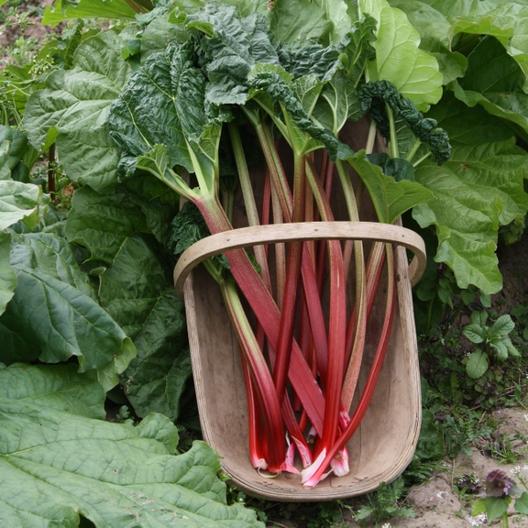 Fresh rhubarb stalks in a basket with green leaves.