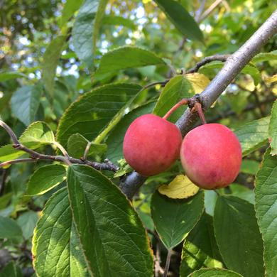 Two ripe red plums hanging on a leafy tree branch.