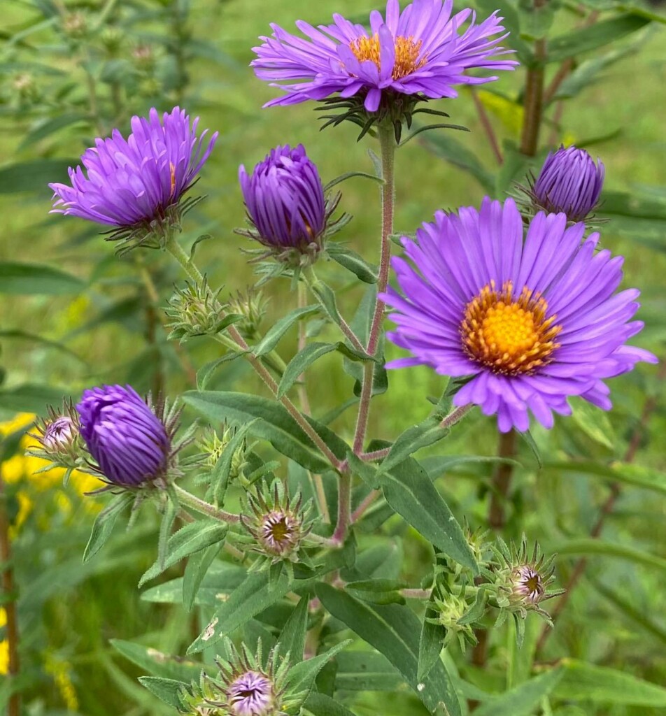 Vibrant purple flowers with yellow centers blooming in a green garden.